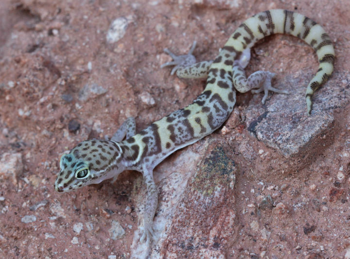 Desert Banded Gecko